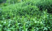丹仙湖茶