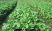 高盛白菜