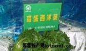 高盛西洋菜