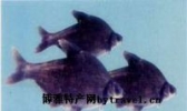 银源牌三角鲂鱼