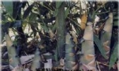 大峡谷牌还原笋