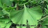野生银杏