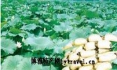 马牯塘莲