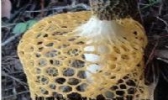 丹霞竹荪