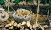 无渣粉葛
