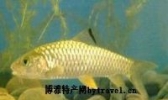 光倒刺鲃