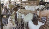 连州山羊