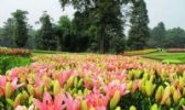 清新石湖百合花
