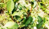 笔架茶