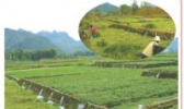 阳山西洋菜