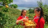 连州水晶梨