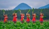 连州菜心