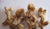 连州黄精