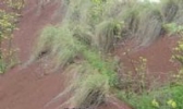 连州龙须草