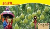 连山蜜柚