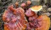阳山野生灵芝