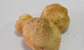 清远猴头菇