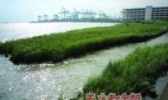莞草