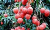 大朗荔枝