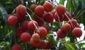 光明荔枝