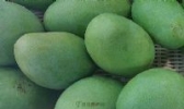 龙岗芒果