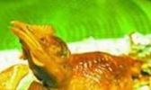 红泥煨鸡