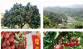 增城甜岩荔枝