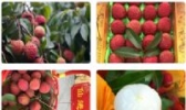 增城仙进奉荔枝