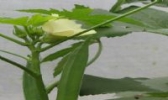 粤海黄秋葵