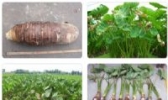 炭步槟榔香芋
