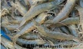 小虎麻虾