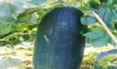 榄核冬瓜