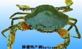 围垦青蟹