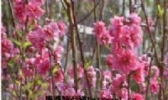 南村桃花