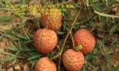 钱岗糯米糍