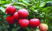 萝岗糯米糍