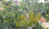 大果甜杨桃