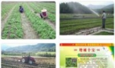 派潭凉粉草