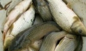 三江稻田鲤鱼