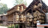 三江大糯
