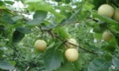 里高青花梨