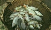 三江禾花鲤鱼