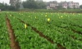 蒙山无公害蔬菜