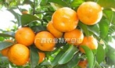 苍梧砂糖桔