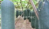 藤县黑皮冬瓜
