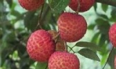 古凤荔枝