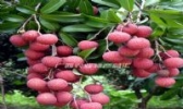 麻垌荔枝