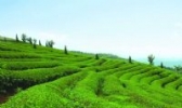 圣堂山野生茶