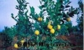 金钱蜜橙