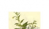 金秀灵香草